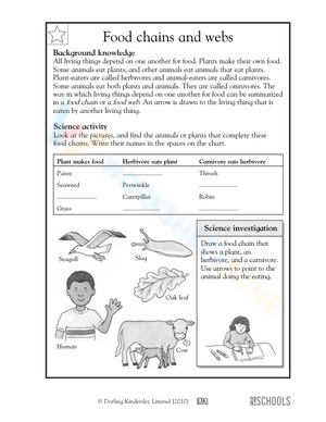 Food chains and webs