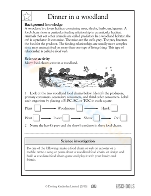Food chains in a woodland