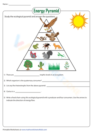Energy Pyramid Worksheet