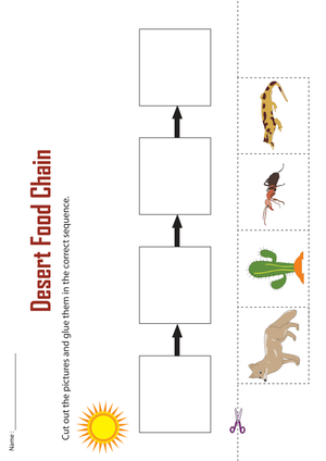 Essential Desert Food Chain Worksheet | Grade 3-4 Printable