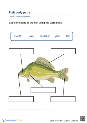 Fish Body Parts Labeling Worksheet 