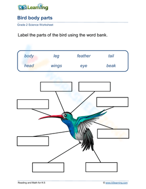 Bird Body Parts Labeling Worksheet for Grade 2