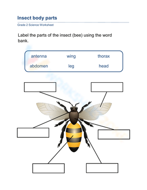 Insect Body Parts Labeling Worksheet