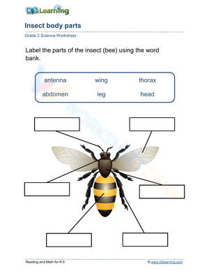 Insect Body Parts Labeling Worksheet