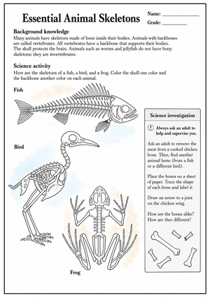 Grade 3-4 Animal Skeletons — Printable No-Prep Worksheet