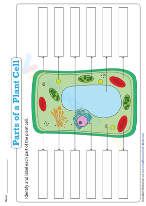 Name the Parts of a Plant Cell