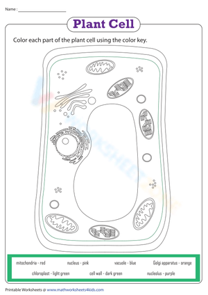 Plant Cell Organelles | Coloring