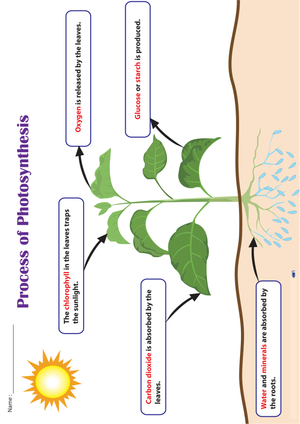 Grade 3-4 Photosynthesis — Essential No-Prep Worksheet