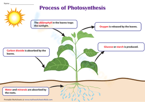 Photosynthesis Process | Descriptions