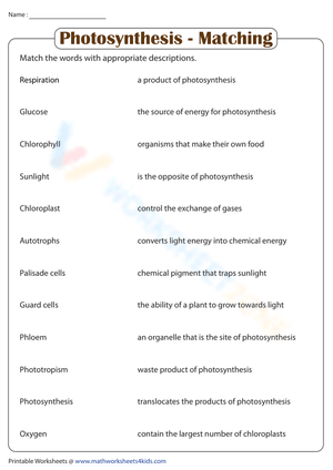 Photosynthesis | Matching Activity