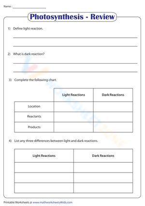 Essential Photosynthesis Review Worksheet | Grade 6-7 Ready