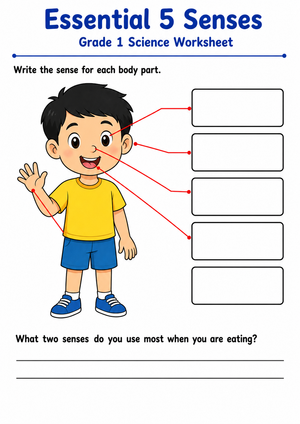 Essential 5 Senses Worksheet | Grade 1 Science
