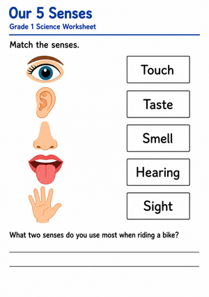 Grade 1 5 Senses — Printable No-Prep Worksheet