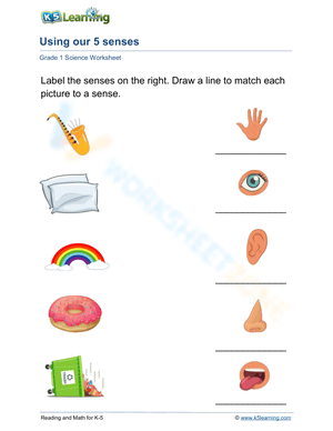 Using our 5 senses: touch, hearing, sight, taste and smell