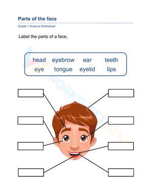 Grade 1 Parts of the Face — Printable No-Prep Worksheet