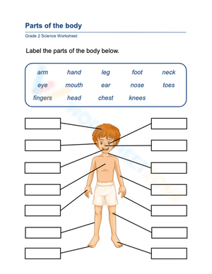 Essential Human Anatomy Worksheet | Grade 2 Science