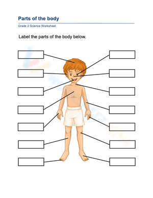 Essential Parts of the Body Worksheet | Grade 2 Science