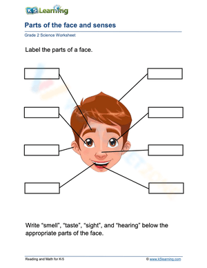 Parts of the face and senses 2