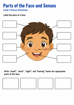 Essential Grade 2 Parts of the Face & Senses Worksheet