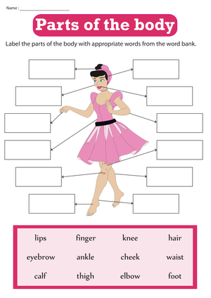 Essential Grade 2 Body Parts Labeling | Printable PDF