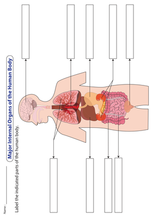 Essential Grade 4 Science: Label Human Organs Worksheet