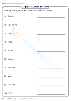 Organs & Organ Systems