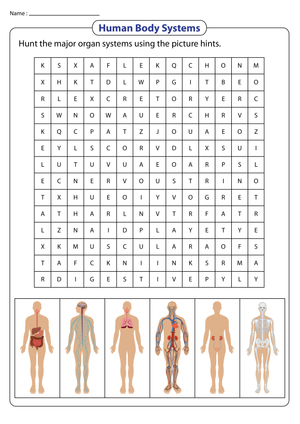 Essential Human Body Systems Word Search | Grades 5-6