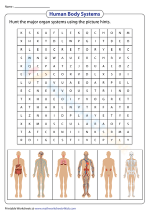 Human Body Systems | Word Search