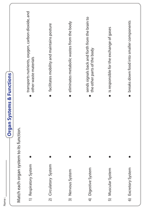 Organ Systems Worksheet | Grade 5-6 Essential Science