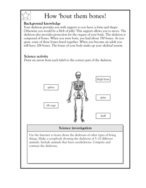 Essential Parts of the Human Skeleton Worksheet | Grade 5