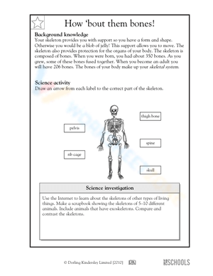 Parts of the human skeleton