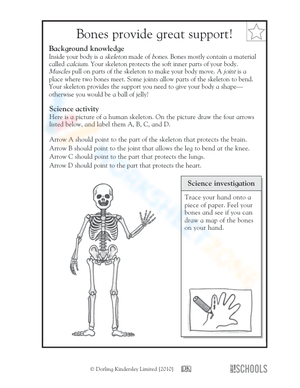 Bones provide great support!