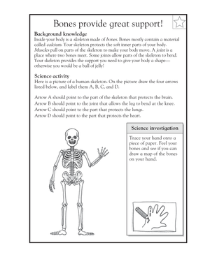 Essential Skeleton Functions Worksheet | Grade 3-4 Science