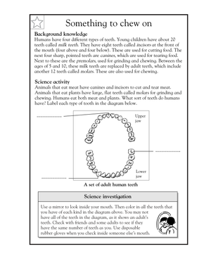 Essential Grade 5 Science: All About Teeth Worksheet