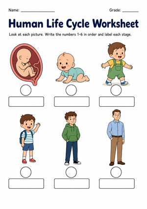 Grade 2 Human Life Cycle — Printable No-Prep Worksheet
