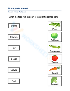 Essential Plant Parts We Eat Worksheet | Grade 2 Science