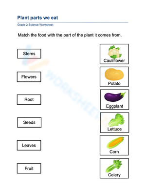 Essential Plant Parts We Eat Worksheet | Grade 2 Science