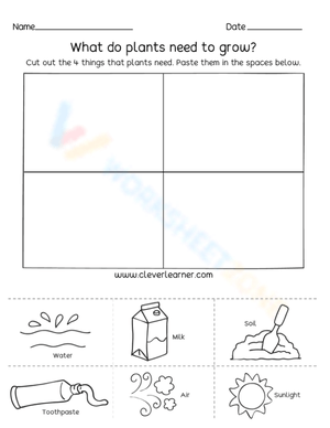 Essential Plant Needs Worksheet | Grade K-1 Science