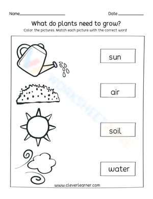 What do plants need to grow? - Matching