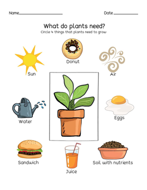 Essential Plant Needs Worksheet | Kindergarten Science Ready