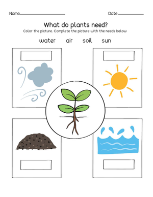 Essential Plant Needs Worksheet | Grade K Science