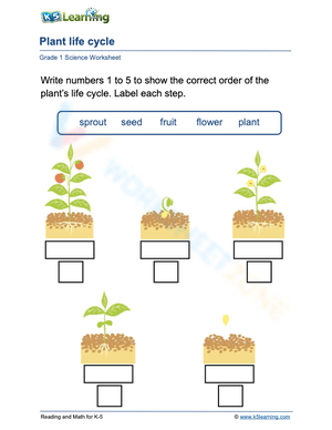 Plant Life Cycle Sequencing and Labeling Activity