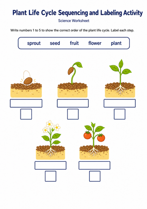 Essential Plant Life Cycle Worksheet | Grade 1 Science