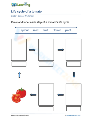 Life cycle of a tomato