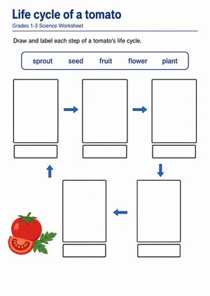 Essential Tomato Life Cycle Worksheet | Grades 1-3