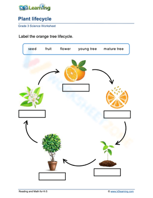 Life cycle of an orange tree