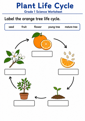 Printable Orange Tree Life Cycle Worksheet | Grade 1