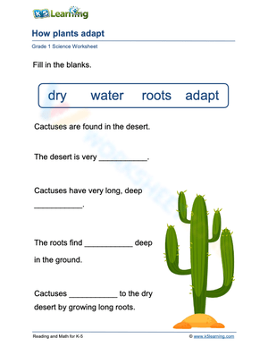How cactuses adapt