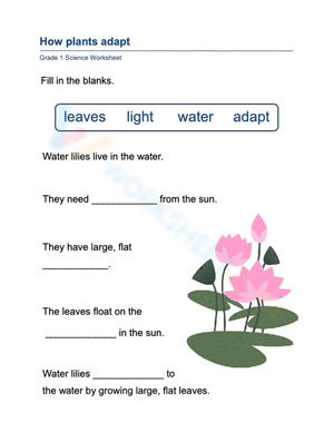 Essential Grade 1 Science: How Water Lilies Adapt Worksheet