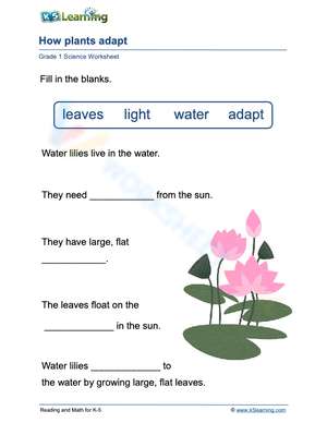 How water lilies adapt